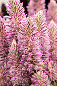 Ptilotus exaltatus 'Joey'®