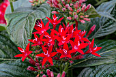 Pentas lanceolata Graffiti® 'Red Velvet'