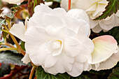 Begonia x tuberhybrida 'Illumination® White'