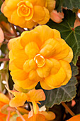 Begonia x tuberhybrida 'Illumination'® Apricot