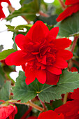 Begonia x tuberhybrida 'Illumination® Scarlet'