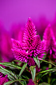 Celosia argentea 'Caracas'