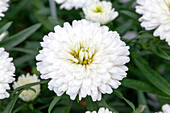 Chrysanthemum Showmakers® 'Snow White'