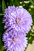 Chrysanthemum Showmakers ® 'Lilac Love'