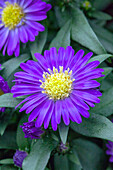 Chrysanthemum Tiara® Blue Parrot