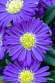 Chrysanthemum Tiara® 'Blue Parrot'