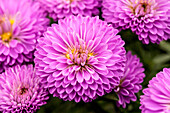 Chrysanthemum Showmakers® 'Purple Delight'