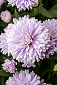 Chrysanthemum Showmakers® 'Lilac Sunset'