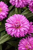 Chrysanthemum Showmakers® 'Fresh Pink'