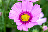 Cosmos bipinnatus 'Pink Popsocks'