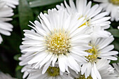 Chrysanthemum Tiara® 'Opale White'