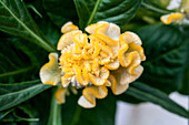 Celosia argentea Hot Topic® Yellow