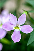 Solenopsis hybrid 'Fizz 'n' Pop Pink
