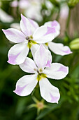 Solenopsis hybrida 'Fizz 'n' Pop Pink Bicolour'.