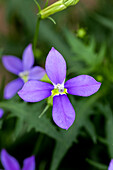 Solenopsis hybrida 'Fizz 'n' Pop Dark Blue