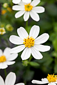 Bidens 'Moon Light