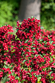 Weigela 'Red Prince'