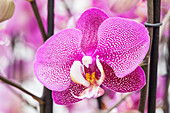 Phalaenopsis Nasrin