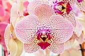 Phalaenopsis Bijan
