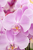 Phalaenopsis 'Aquilo'®