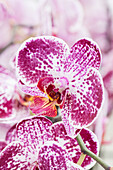 Phalaenopsis 'Falstaff'®