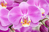 Phalaenopsis 'Manina'