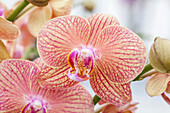 Phalaenopsis 'Mimi'®