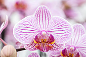 Phalaenopsis 'Cecile'®