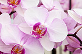 Phalaenopsis 'Roxanne'®