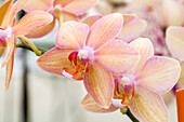 Phalaenopsis Sarah