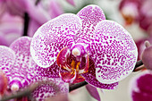 Phalaenopsis Laila