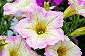 petunia 'Chameletunia® Rose Star