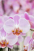 Phalaenopsis 'Rachel'®