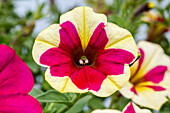 Petunia 'Chameletunia® Purple Yellow Star Improved'