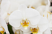 Phalaenopsis 'Sir Morholt'