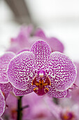 Phalaenopsis Laila