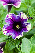 Petunia 'Chameletunia San Francisca