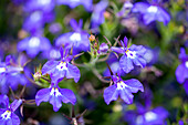 Lobelia SunTropics® Sea Blue