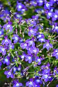 Lobelia 'SunTropics® Universe'.