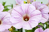 Petunia 'Chameletunia® Provence'