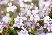 Lobelia 'SunTropics® Cloud'.