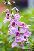 Angelonia 'Paria® Compact Rose'