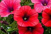 Petunia 'Sweet Pleasure® Hot Cherry'