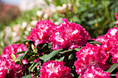 Rhododendron Professor Horst Robenek