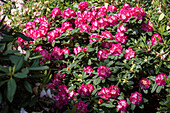 Rhododendron 'Professor Horst Robenek'