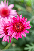 Argyranthemum Honeybees® Playing Polly