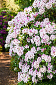 Rhododendron 'Mrs Helen Koster'