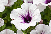 Petunia 'Sweet Pleasure® White Lilac Eye'.