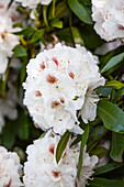 Rhododendron 'Mrs. J. C. Williams'