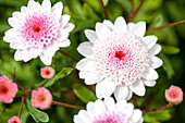 Argyranthemum 'Honeybees® Double White Pink'